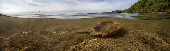 Isabelle Hayeur: Limulus, 2014, inkjet on photographic paper, 89 cm x 296 cm