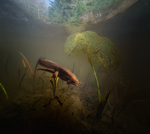 Isabelle Hayeur: Newts in Oregon, 2019 - 2020, inkjet on photographic paper, 150 cm x 167 cm