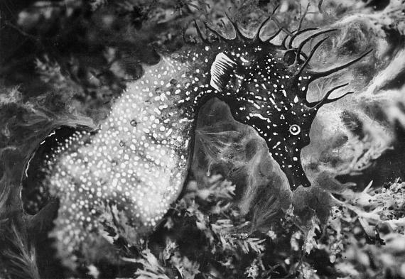 Jean Painlevé: Hippocampe dans les algues [Seahorse in Seaweed], ca. 1934 
© Les Documents Cinématographiques / Archives Jean Painlevé, Paris