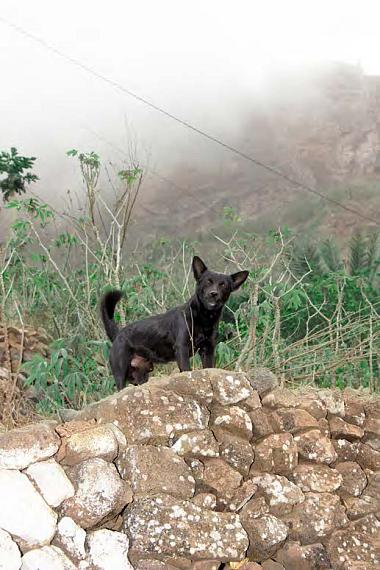 From the series "Coentro e Cachorros", 2018  
© Bruno Oliveira