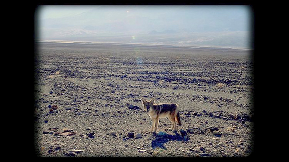 Coyote near Nevada nuclear test site, still from 16mm frame, transferred to digital. Image courtesy the artists