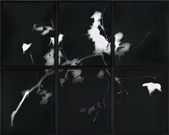 Gerda Schütte"O.T." (Tableau, aus der Serie "Branches"), 2022120 x 150 cm (Blattmaße insgesamt)Künstlerhandabzüge von FotogrammenReprofoto: Jürgen Baumann