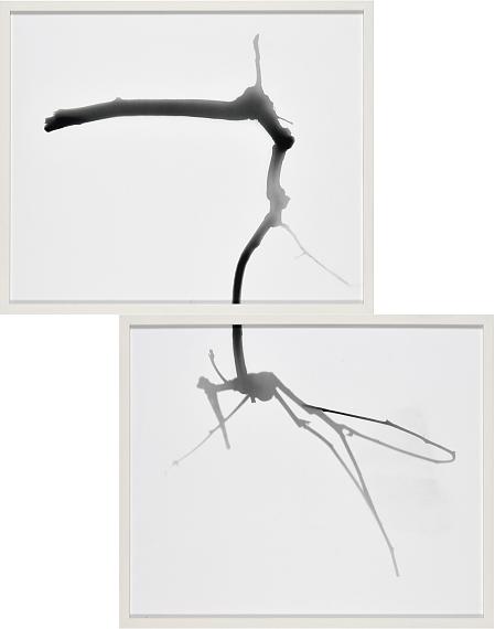 Gerda Schütte"O.T." (Tableau, aus der Serie "Branches"), 2022100 x 80 cm (Blattmaße insgesamt)Künstlerhandabzüge von FotogrammenReprofoto: Jürgen Baumann