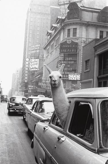 USA. New York, NY. A Llama in Times Square. 1957© Inge Morath / Magnum Photos / courtesy CLAIRbyKahn