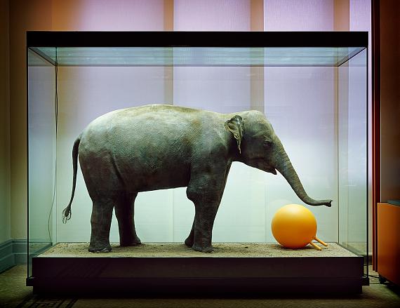 Anett Stuth: Object: Elephant, 2004/2021 aus der Serie REMAINS 