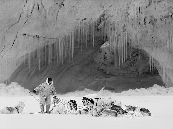 Ragnar Axelsson Sled Dog, Thule, Greenland, 1987© Ragnar Axelsson
