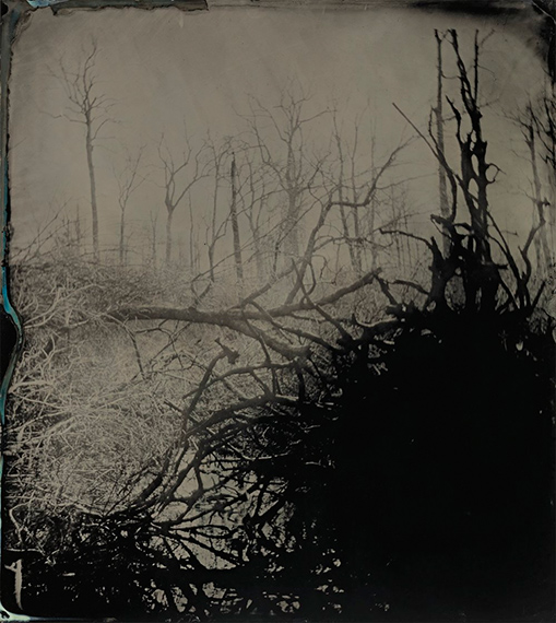 Sally Mann: Blackwater 32, from the series Blackwater, 2008-2012. Courtesy of the artist and Gagosian.