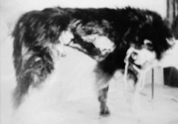 Ursula Schulz-Dornburg'Opytnoe Pole [Dog]', 2012Photograph; Archival inkjet print on paper150 x 215 cm© Ursula Schulz-Dornburg
