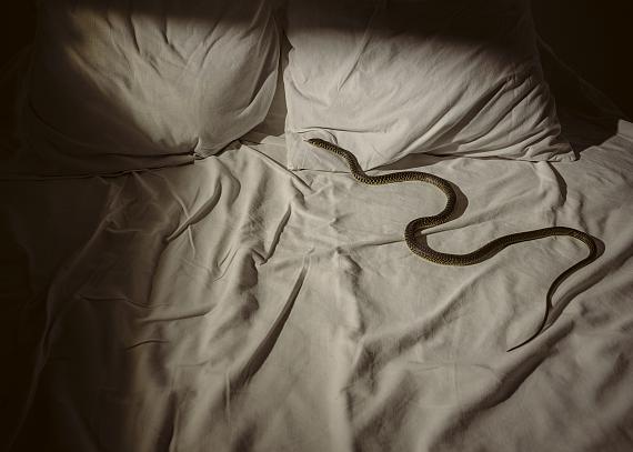 LAURA STEVENSSnake (2023)Archival pigment print, 70 x 100 cm