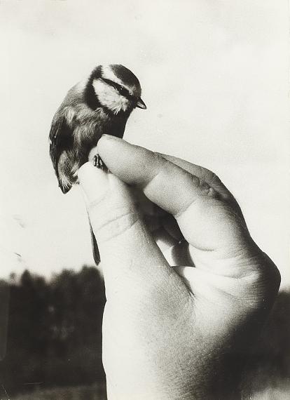 Jochen LempertBlaumeise, 1998, aus der Serie: Vogel in der Hand