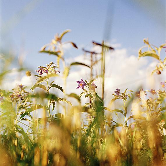 Jacquie Maria Wessels: Fringe Nature #07/2022 Agia Triade, Greece, Analogue C-print