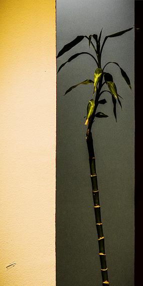 The Palmtree, 2023, Pigment Print, 60 x 120 cm  © Jens Schünemann