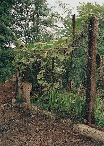 Simone Nieweg
Calabash (Lagenaria siceraria), Argenteuil, Paris, 2006
© Simone Nieweg, VG Bild-Kunst, Bonn 2023