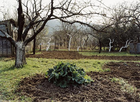 Plants, Sheds, Arable Land / Pflanzungen, Schuppen, Ackerland