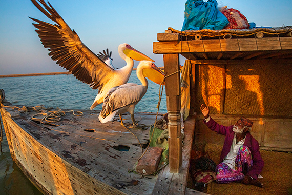In the Sindh region, the Mohanas, a seafaring people with a unique relationship with birds, have managed to domesticate pelicans.© Sarah Caron/Edition Lammerhuber