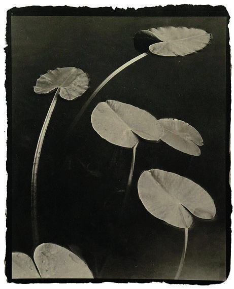 © Koichiro Kurita 'Floating Leaves', Boundary Water Canoe Area, Minnesota 1998, Platin Palladium Print