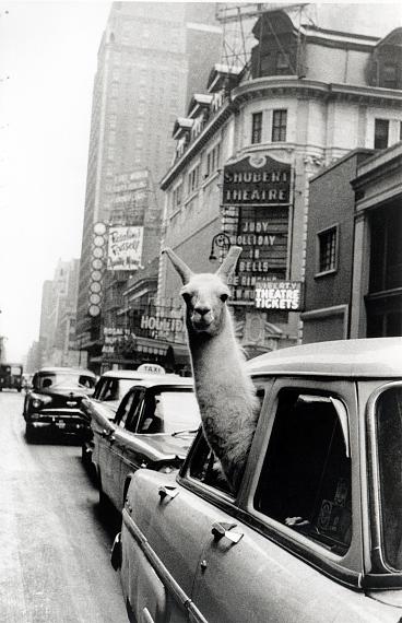 Inge Morath: A lama in Times Square NY, 1957© Inge Morath/ Magnum Photos/Fotohof Archiv