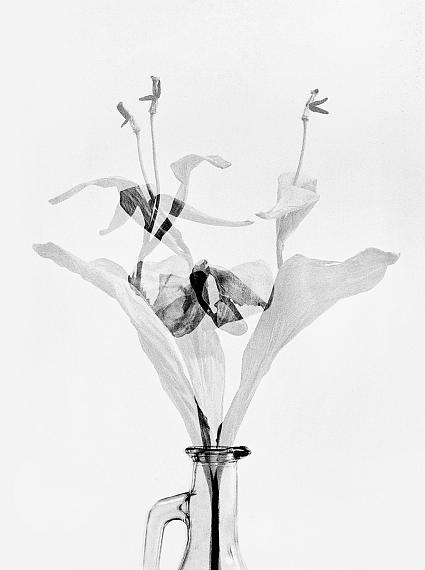 Walter Schels: "Tulpe, Doppelbelichtung", 2010