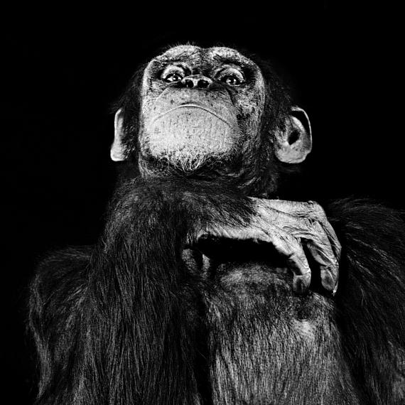 Walter Schels: "Schimpanse", 1992
