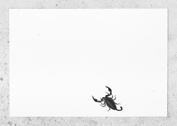 Skorpion, 2023© Christian Retschlag