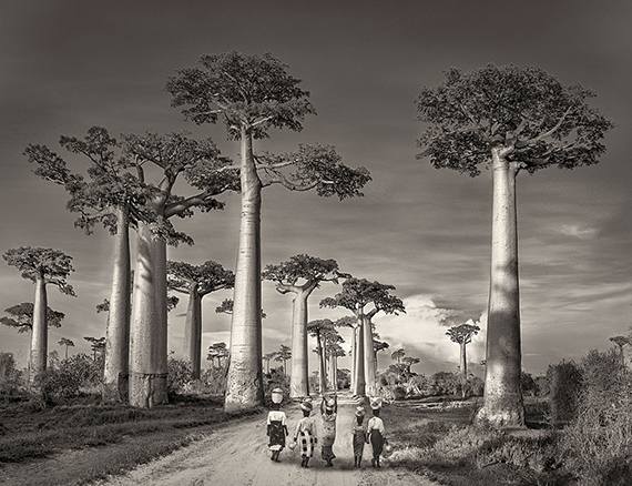 The Immortality of Trees
 © Beth Moon