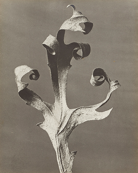 Auction 1246/lot 506
Karl Blossfeldt
Silphium Laciniatum, 1915-25
Vintage gelatin silver print
29.8 x 23.7 cm 
Estimate € 20,000 – 25,000