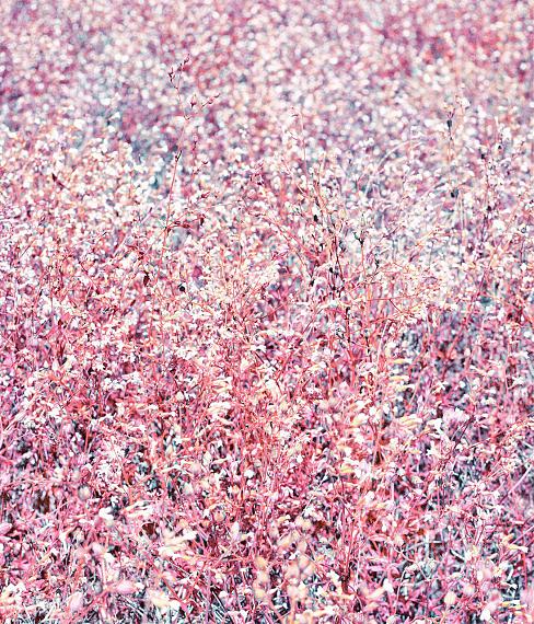 Zak van Biljon
Flower Field, 2020