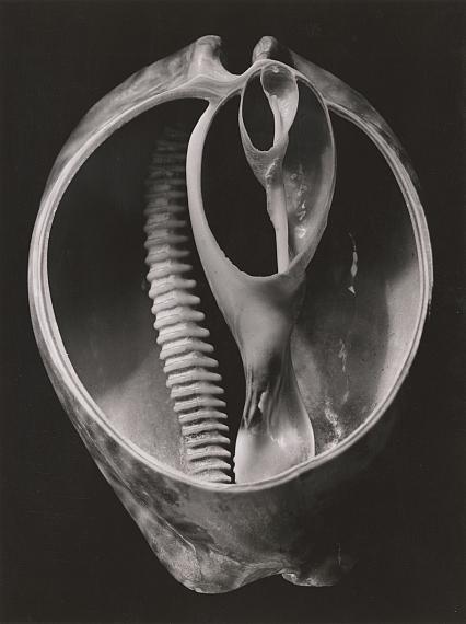 Alfred Ehrhardt
Cypraea stercoraria L., Indian Ocean, 1938/1941
Ann and Jürgen Wilde Foundation, Bayerische Staatsgemäldesammlungen, München
© Alfred Ehrhardt Foundation