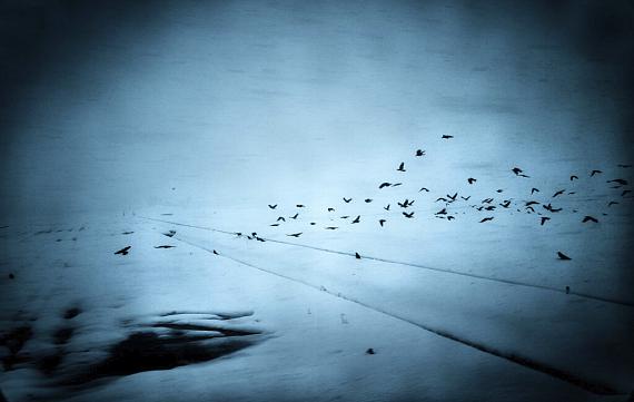 Yasuhiro Ogawa
Crows in Wintry Field, Japan, 2021