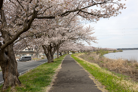 Sakura River