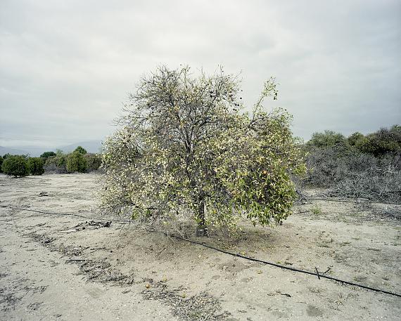 Mark Ruwedel
Orchard #12C, 2021
Archival pigment print mounted on archival board
Image size: 16 x 20 inch
Edition of 5