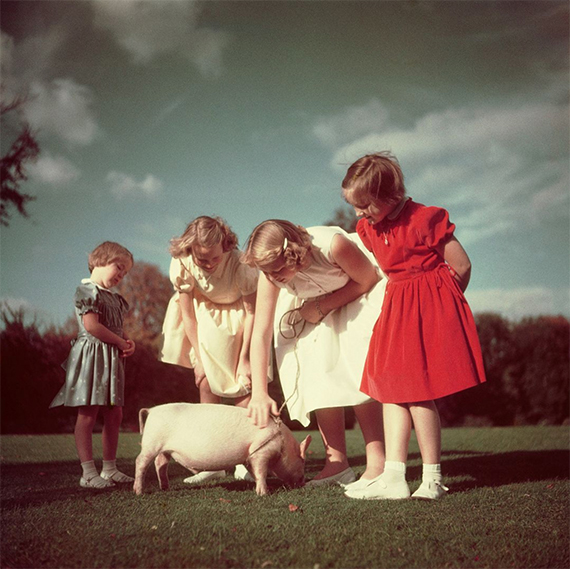 Prinsessen, Beatrix, Irene, Margriet en Marijke (Christina) met een varkentje in de tuin van Soestdijk, 1952 © Paul Huf / MAI.