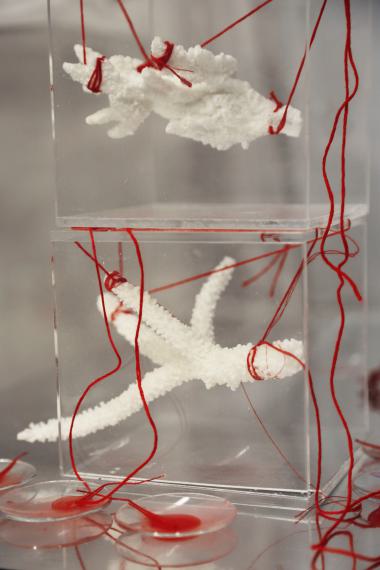 Janet Laurence: Vitrinen-Installation
© Janet Laurence
