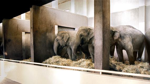 Candida Höfer
Zoologischer Garten Hamburg I, 1990
© Candida Höfer/VG Bild-Kunst, Bonn 2025