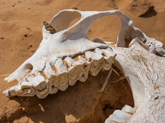 Lucas Foglia
Painted Lady Butterfly in a Camel Skull, Jordan, 2022
Archival pigment print
59.5 x 76 cm
Edition of 8 + 2 AP