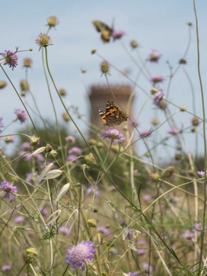 Lucas Foglia
Painted Lady Butterfly on a Pincushion, Spain, 2021
Archival pigment print
76 x 59.5 cm
Edition of 8 + 2 AP