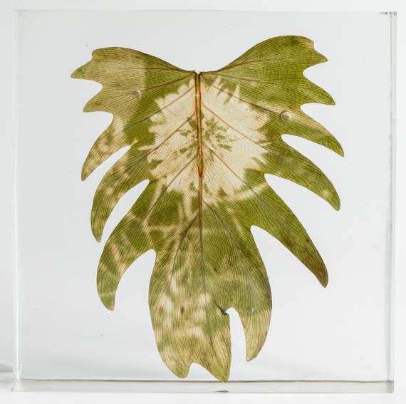 Tilyen Mucik
Cornflower on Philodendron, 2024
chlorophyll process, plant leaf in resin
15 x 15 cm
unique piece