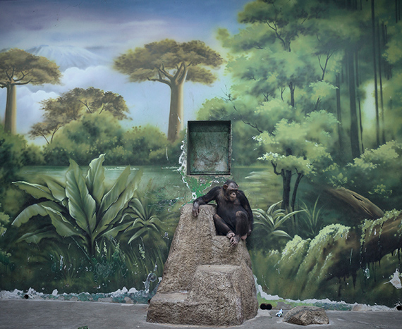 Shanghai Wild Animal Park, Shanghai, China. © Zed Nelson