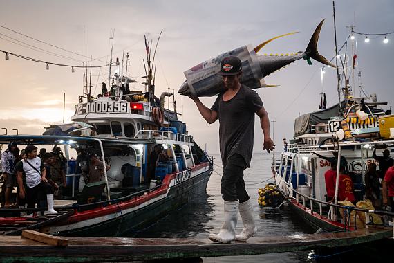 Filipino fishermen unload catches of Yellowfin tuna, Bigeye tuna, and Blue Marlin, after being at sea for approximately one month, at General Santos fish port, the Philippines, on Wednesday, May 21, 2025. General Santos is known as the Philippines’ tuna capital and hub for tuna fishing and exports of the products. The city hosts numerous processing facilities where the fish, primarily tuna, is packaged or canned for sale to the Filipino market and for export worldwide.  &copy; Nicole Tung for Fondation Carmignac