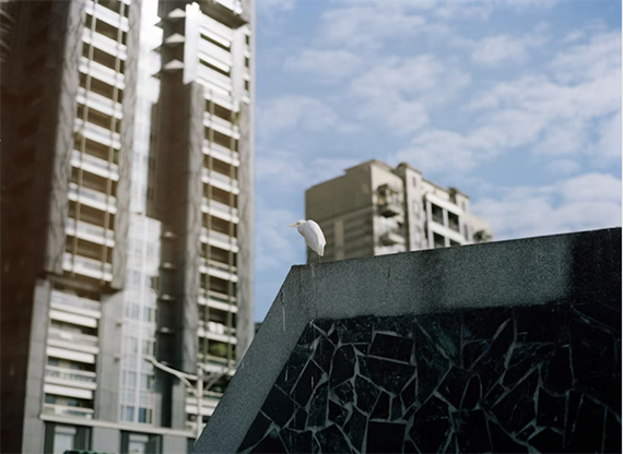 Birdwatcher
