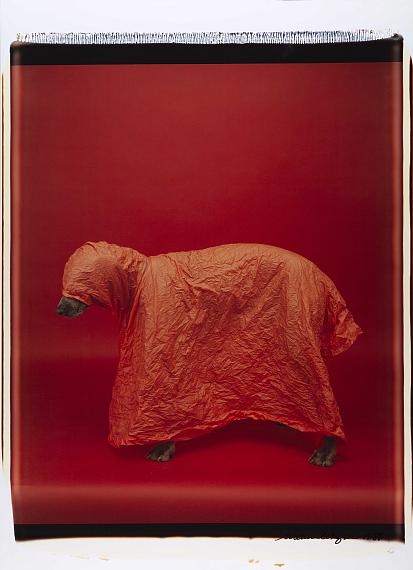 William Wegmann: Untitled, 1988