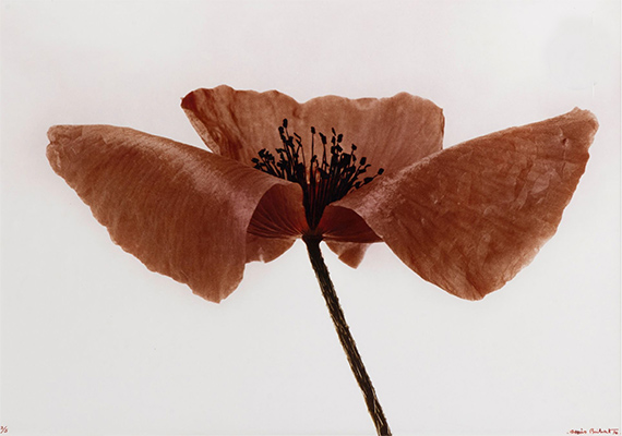 Photographies Photographies