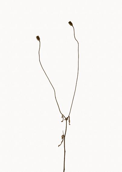 Hans-Christian Schink
Klatschmohn (1) (Papaver rhoeas), 2022
Archival pigment print
80 x 55 cm Hans-Christian Schink
Klatschmohn (1) (Papaver rhoeas), 2022
Archival pigment print
80 x 55 cm