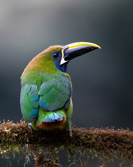 Im Urwald von Costa Rica Im Urwald von Costa Rica