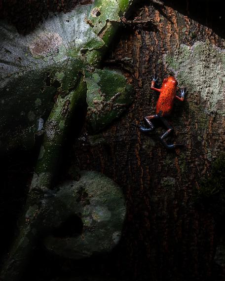 Im Urwald von Costa Rica Im Urwald von Costa Rica