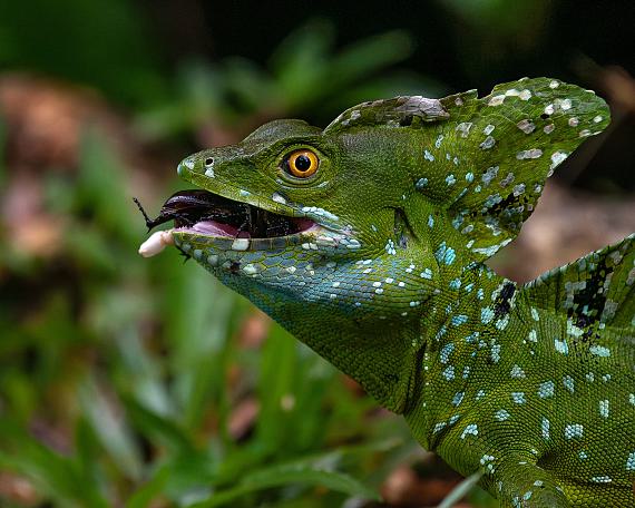 Im Urwald von Costa Rica Im Urwald von Costa Rica