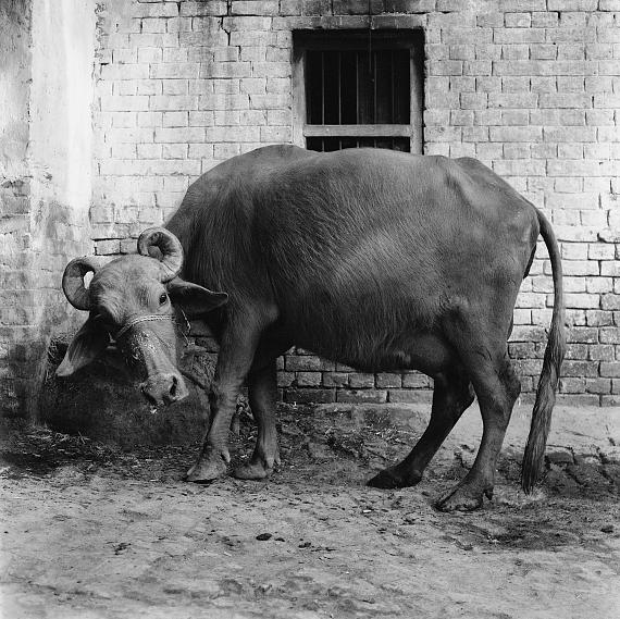 Fotografie – Das Werk Christa Mayer