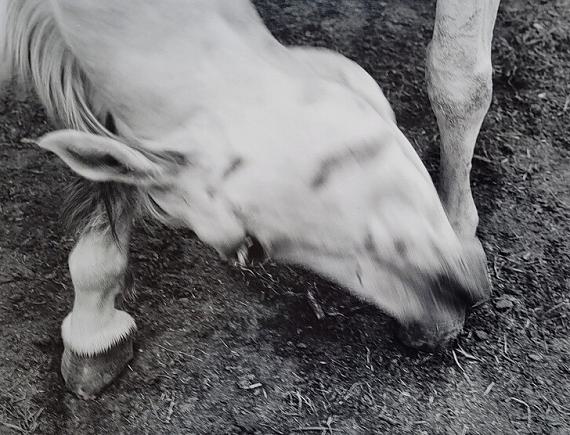 Mustang der Lakota Indian Nation, South Dakota, USA 1993
© Horst Wackerbarth Mustang der Lakota Indian Nation, South Dakota, USA 1993
© Horst Wackerbarth
