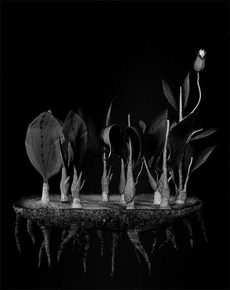 Miljohn Ruperto and Ulrik Heltoft,  Voynich Botanical Studies, Specimen 39r Jaro, 2014.  Gelatin silver print, 25 1/4 × 21 1/4 in. (64.1 × 54 cm) framed,  Collection of the artists and Koenig & Clinton, New York.  Courtesy the artists and Koenig & Clinton, New York.  Photograph by Ulrik Heltolft.