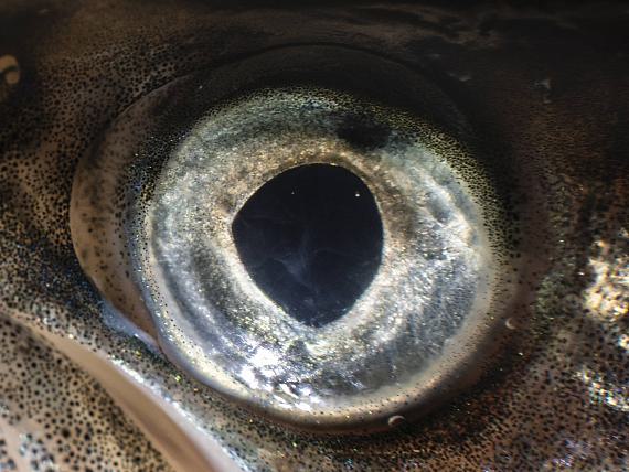 Project Groundswell Project Groundswell